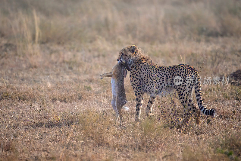 摄——黎明时分，在坦桑尼亚的塞伦盖蒂平原上，一只猎豹刚刚抓到了一只野兔