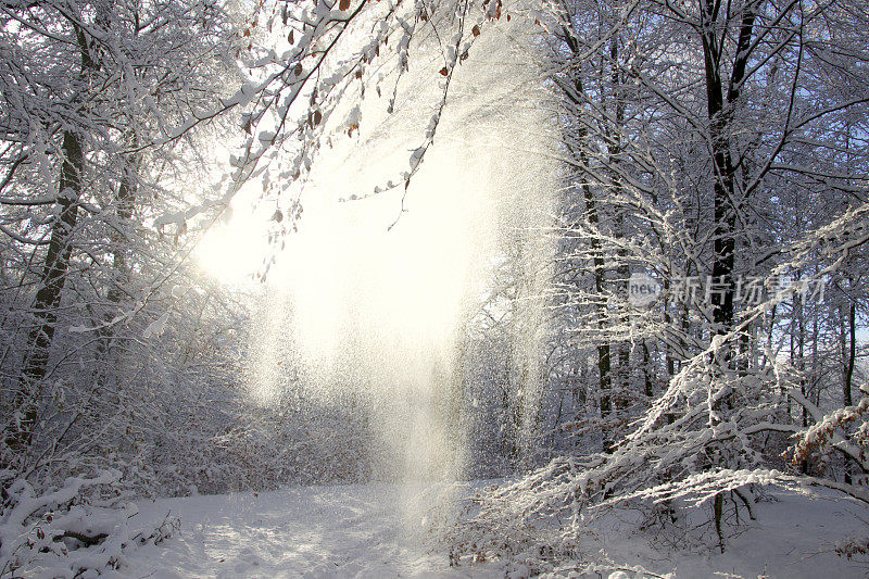 太阳把树上的雪吹下来