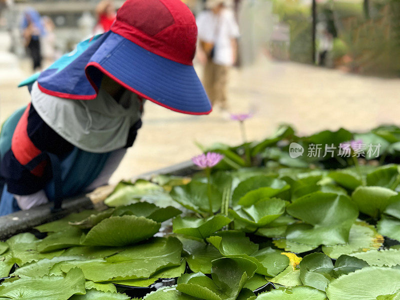 男孩穿着防晒服的特写图像，凝视着矩形，凸起的正式水花园池塘，粉红色的睡莲花被漂浮在水面上的绿色睡莲叶子包围，升高的视图，重点放在前景上