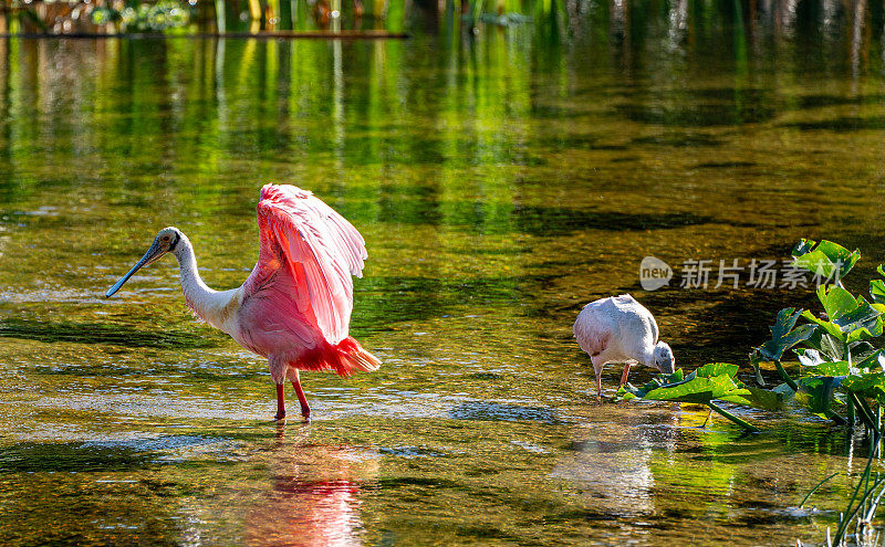 美国佛罗里达州中部奥兰多湿地公园里的粉红玫瑰琵鹭