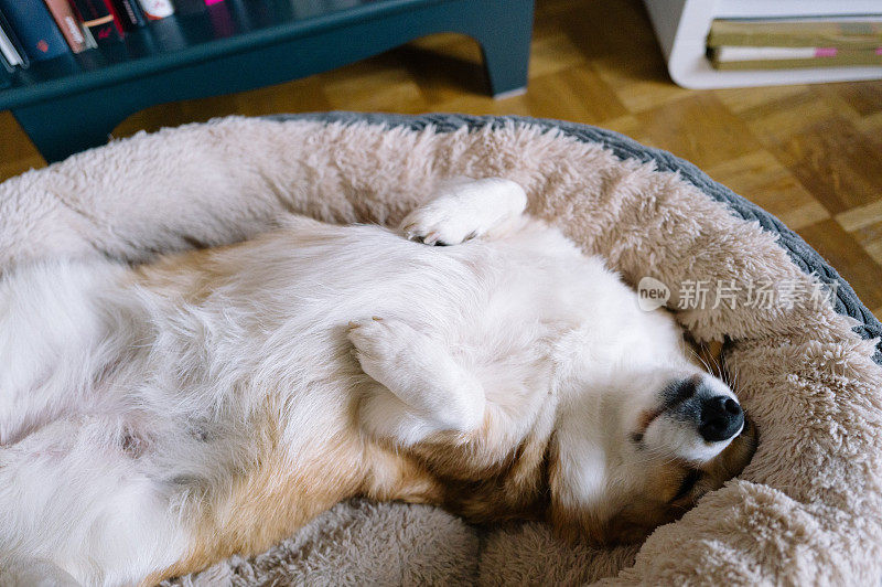 威尔士柯基犬彭布罗克睡在宠物床上