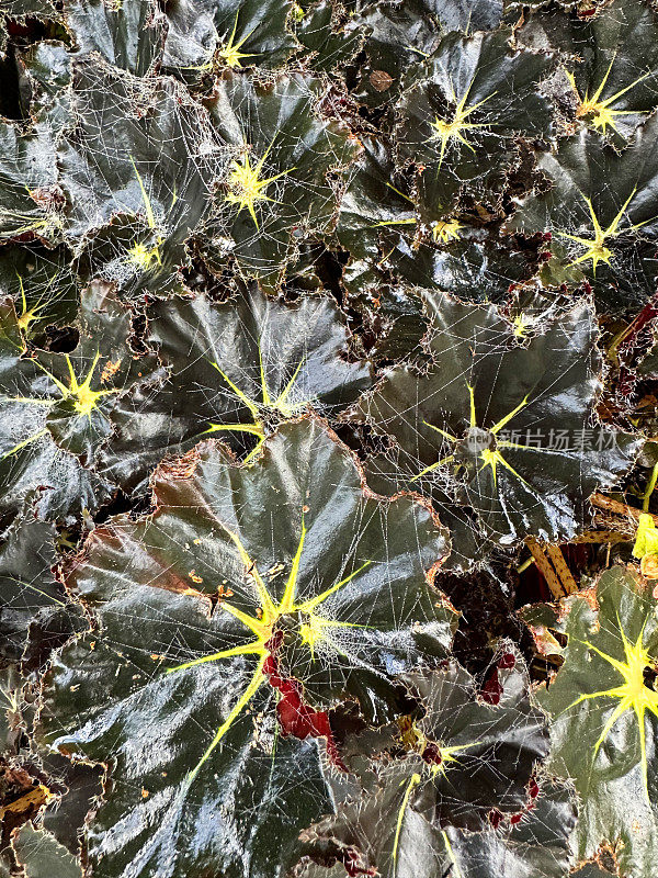 全画幅图像的铜绿色，有光泽的叶片球茎海棠(海棠cucullata)，多肉，地被叶，观赏植物边界，高架视图