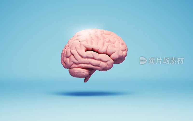 人脑在软蓝色软背景