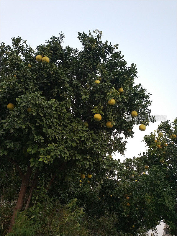树上的中国柠檬。