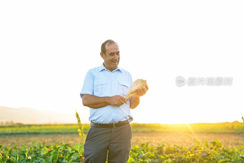 夕阳下的农田里，老农民手里拿着甜菜