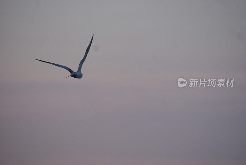 海鸥在波涛的怒吼中低飞