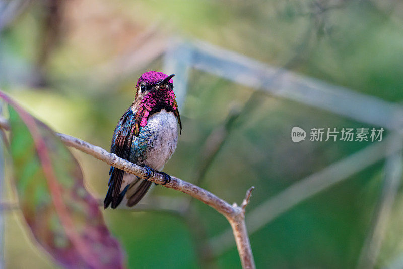 古巴蜂蜂鸟，雄性