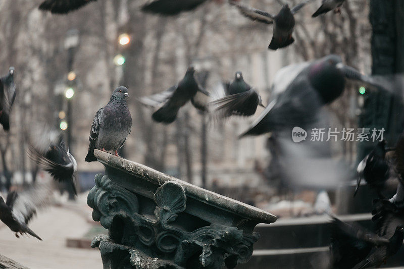 城市公园里的鸽子栖息在纪念碑上