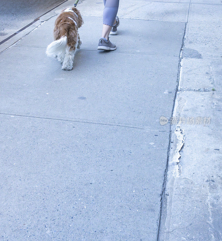 一只骑士查理王猎犬在曼哈顿的人行道上散步