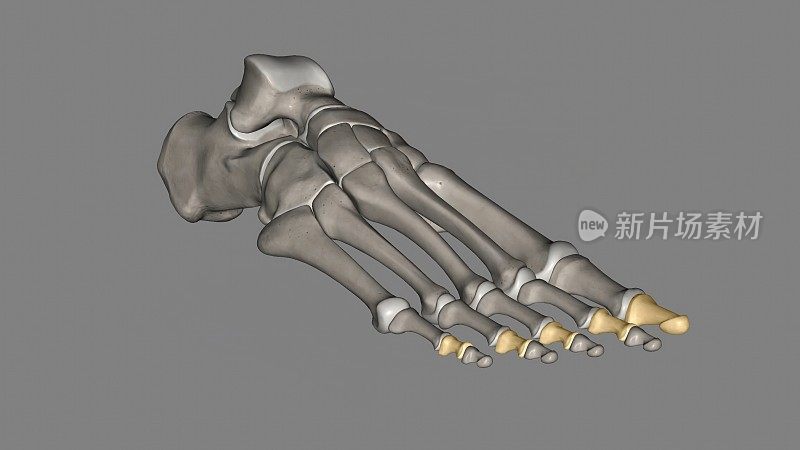 中间趾骨(脚)是一些较小的长骨，形成脚的脚趾