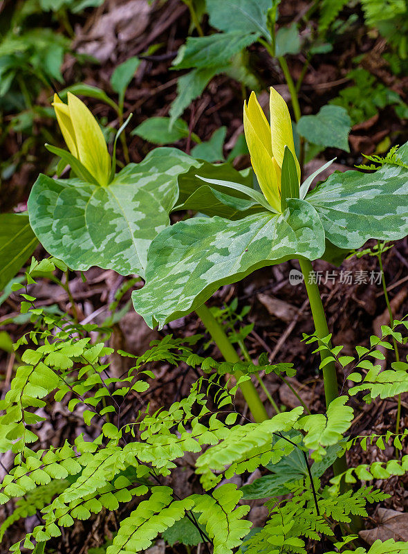 田纳西州大烟山国家公园的黄色Trillium;延龄草luteum;。黄雀花是一种春天的野花，在大烟雾山脉和周围地区有当地的种群。