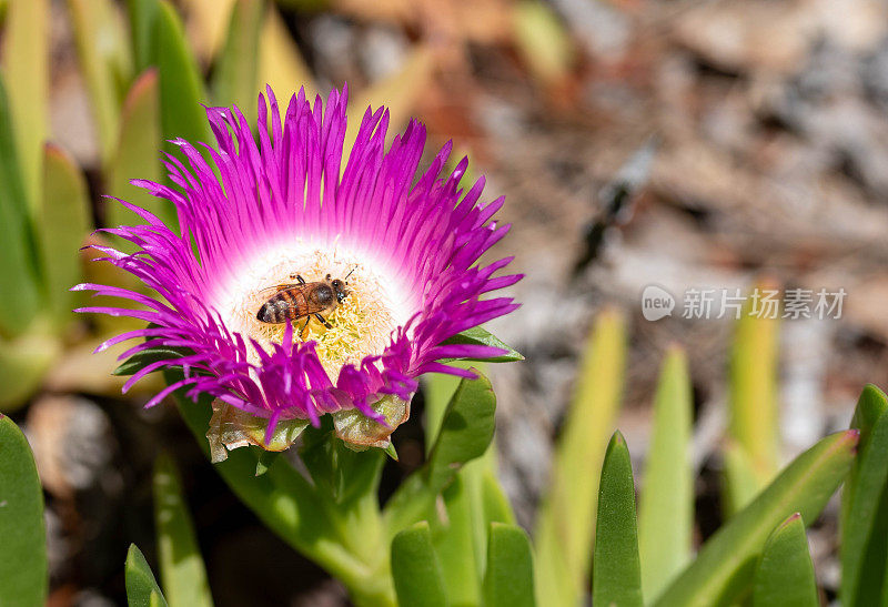蜜蜂在花中收集花粉