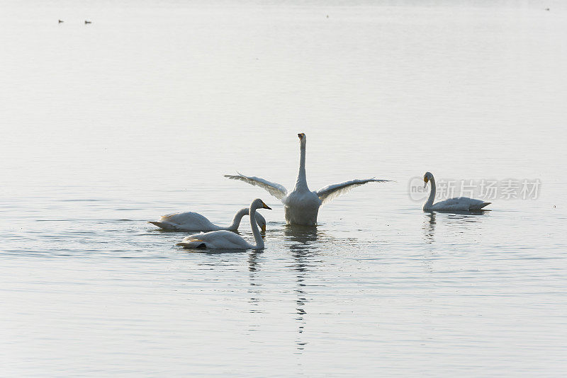 晨雾中的白天鹅在湖中翩翩起舞