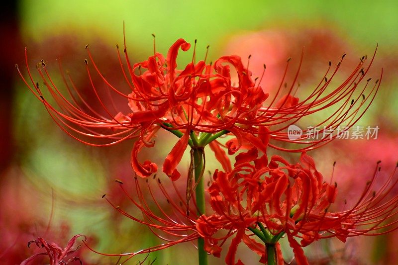 蜘蛛百合花，日高市，日本