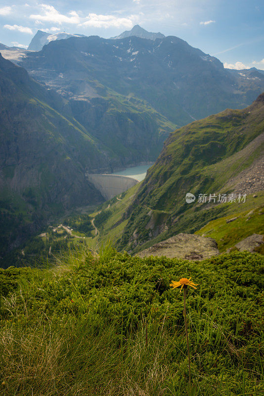 瑞士阿尔卑斯山的狼毒花