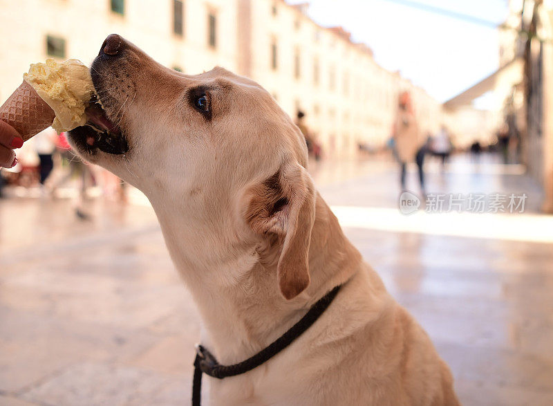 拉布拉多寻回犬在吃蛋筒冰淇淋