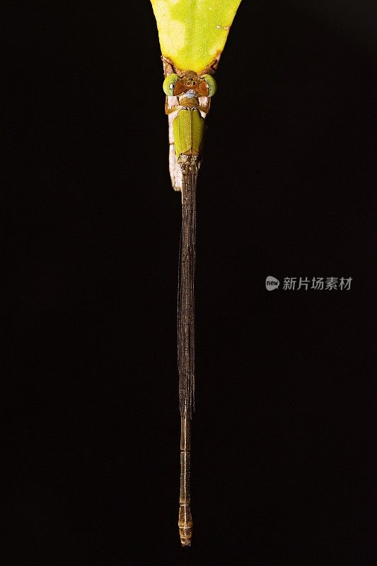 叶梢蜻蜓(黑色背景)