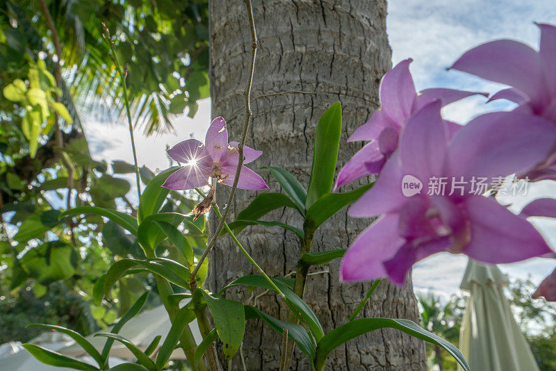 度假村热带树上的兰花花