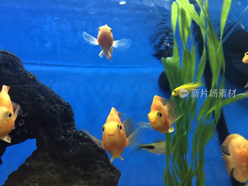 在水族馆鹦嘴鱼