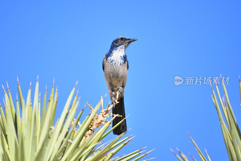 西方灌丛鸦