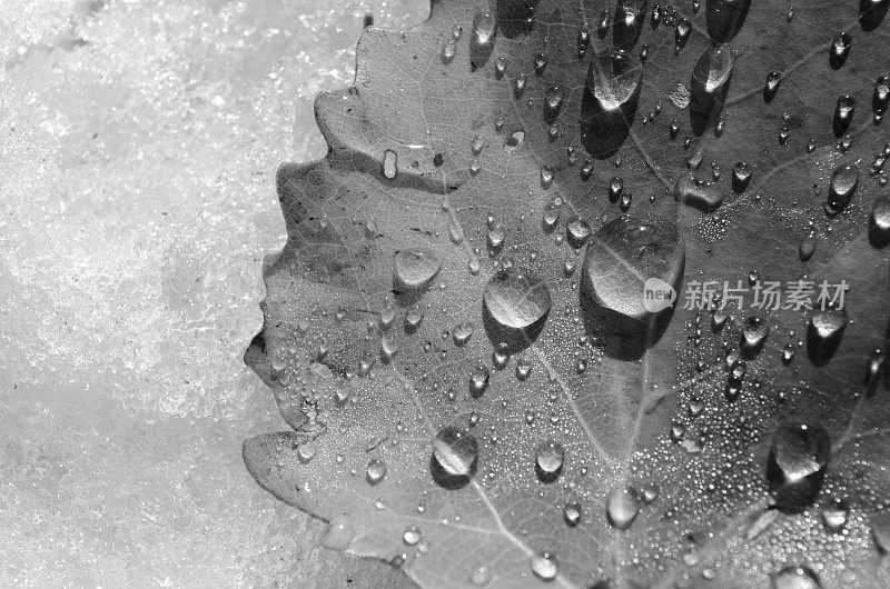 秋叶上的雨滴-抽象和单色