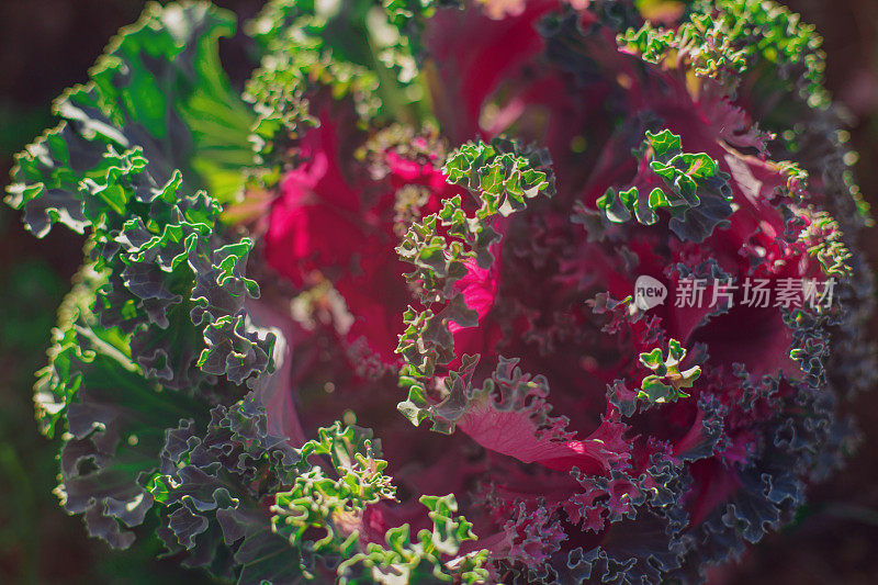 装饰白菜，装饰白菜，花椰菜，甘蓝