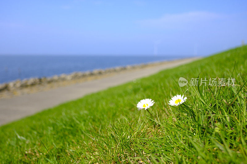 常见的雏菊，百合，盛开在堤岸上