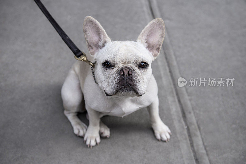 街上的一只法国斗牛犬