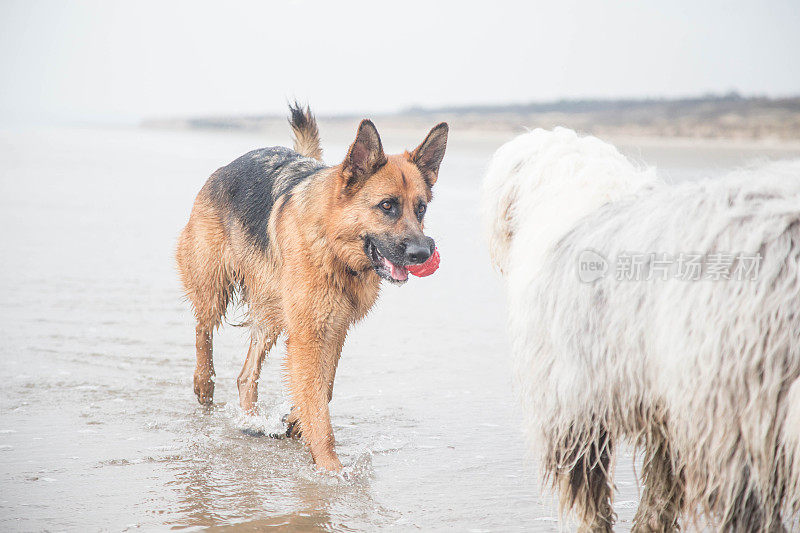 古英国牧羊犬和德国牧羊犬在海滩上玩耍