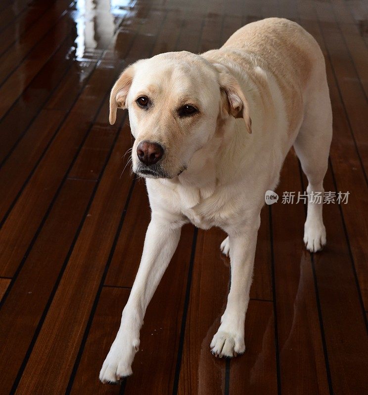 船上甲板上的拉布拉多寻回犬