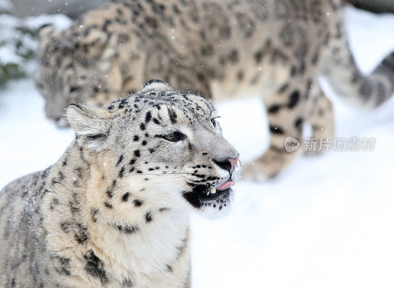 动物园里雪地上的雪豹