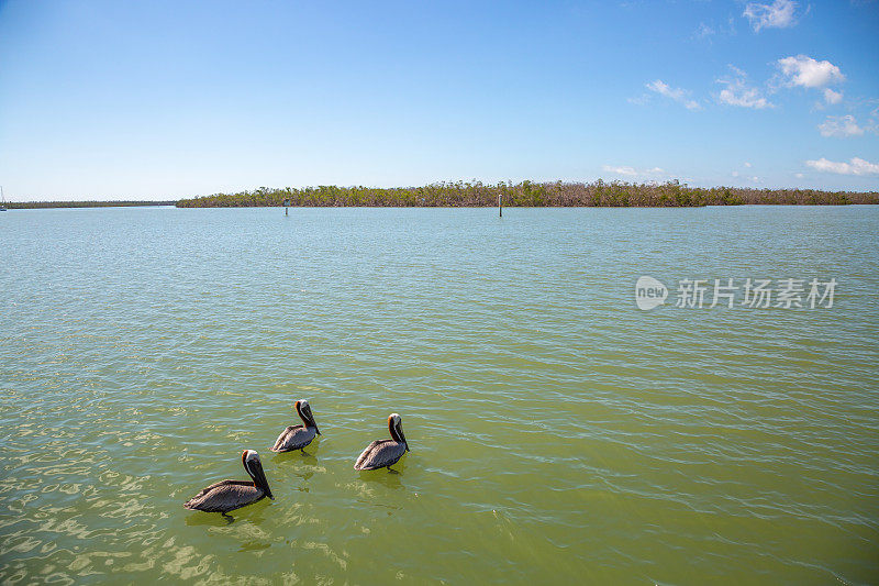 三只褐鹈鹕在海里