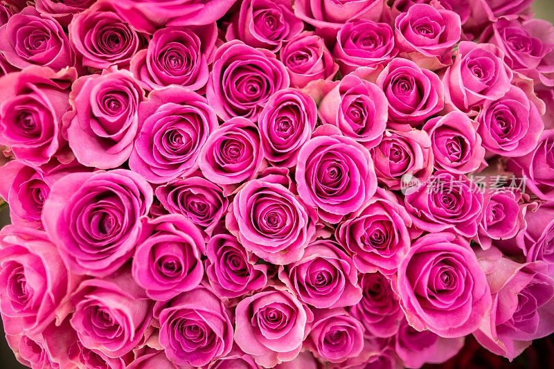 迷人的粉红玫瑰