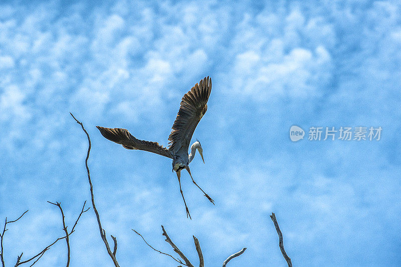 大蓝鹭降落巢枝