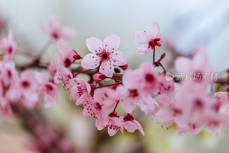 日本樱花粉红色的樱花