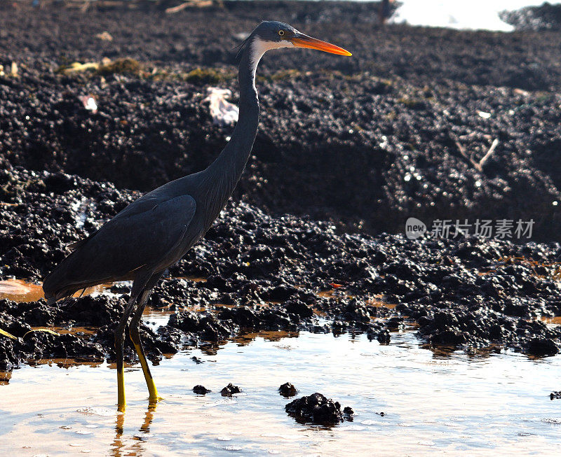 白鹭古拉瑞斯鸟在当地被称为西礁白鹭黑色Morph，站直，并注意在一个阳光明媚的日子在岩石海滩上钓鱼。