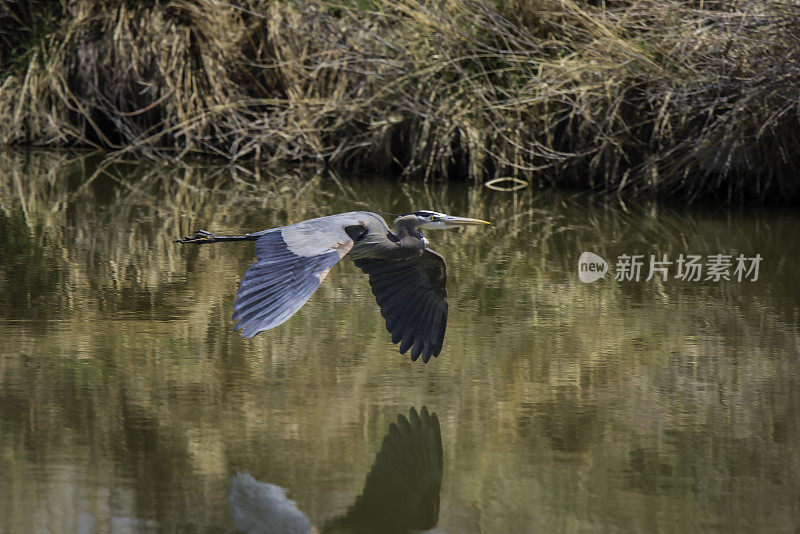 大蓝鹭在水上飞行