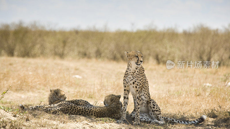 肯尼亚马赛马拉的猎豹家族