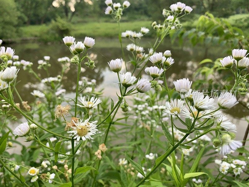 雏菊Fleabane野花杂草