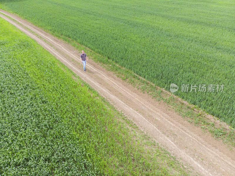 英俊的成年农民在土路上穿过他的绿色小麦苗农田在早春。鸟瞰图。