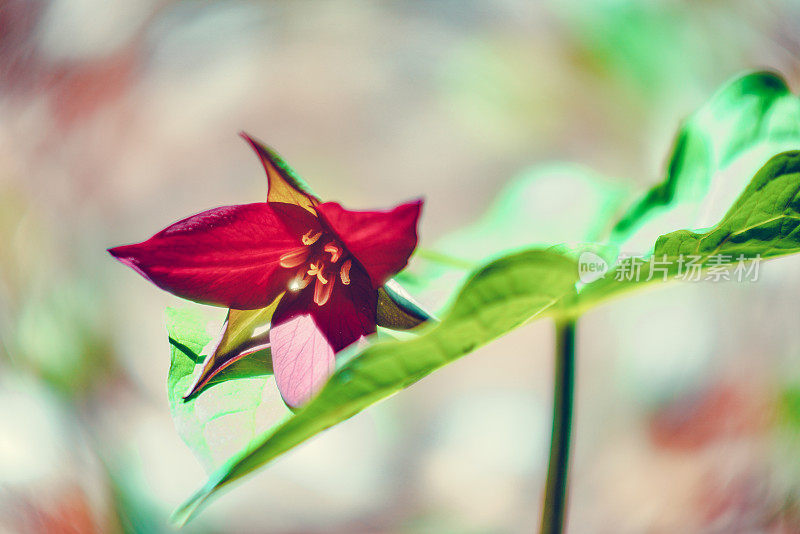 延龄花红色，延龄直立