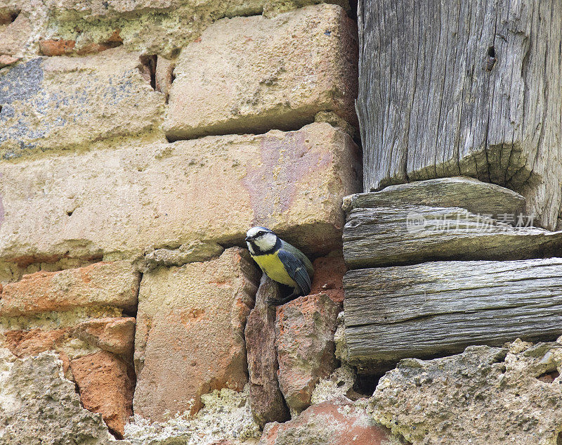 在一堵旧墙里筑巢的蓝色山雀正在喂养它的雏鸟