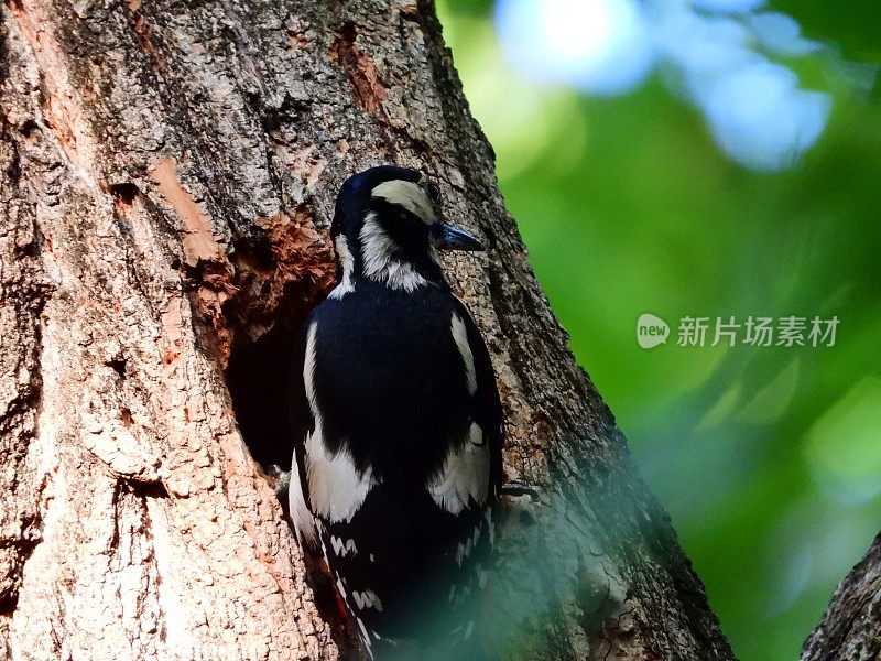 小斑点啄木鸟