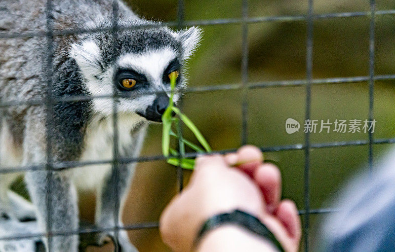 笼子里的狐猴