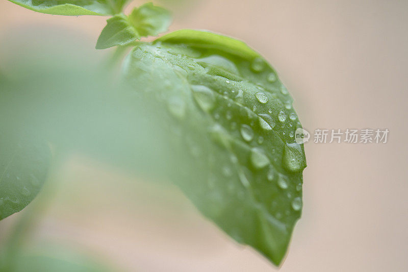 雨滴落在罗勒叶上