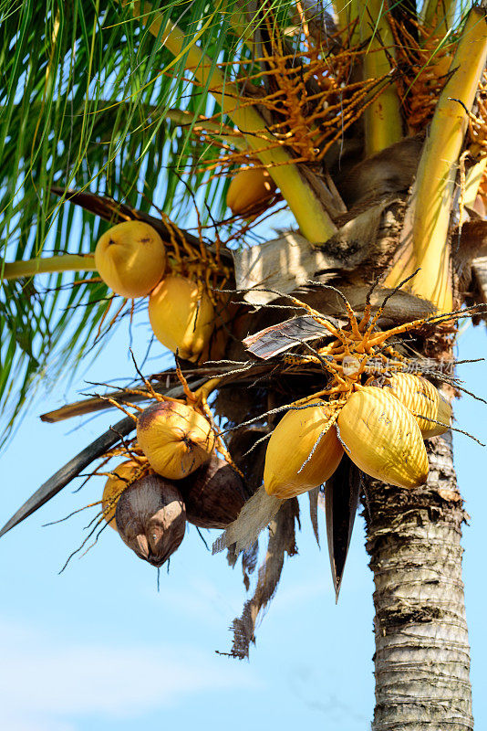 椰子树和椰子果