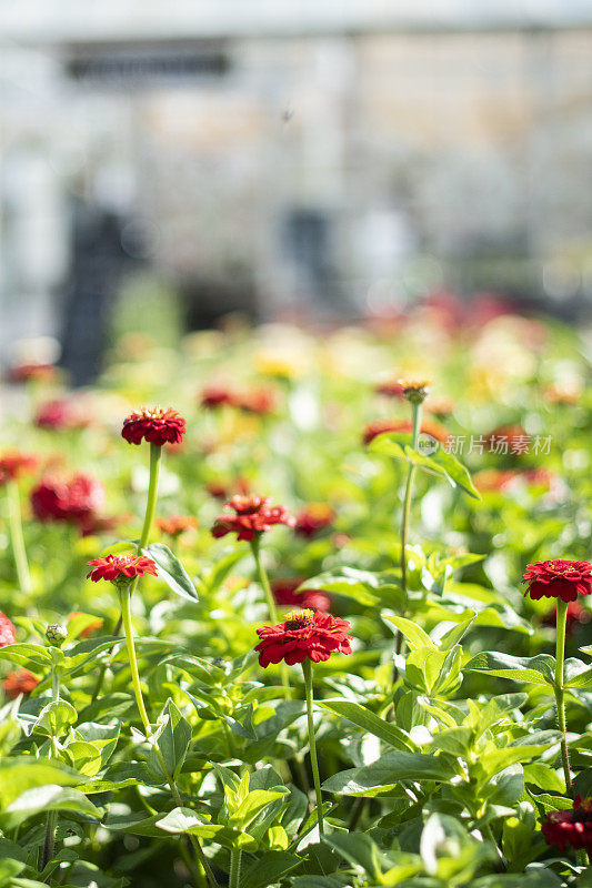 美丽的蜀葵站在城市的城市花园，近距离看