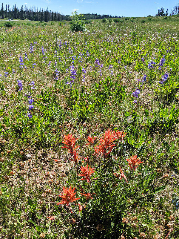 在开放的草地野花沿着公路通往布莱恩头和雪松打破犹他州国家纪念碑包括Elkweed，蓍草和印第安画笔