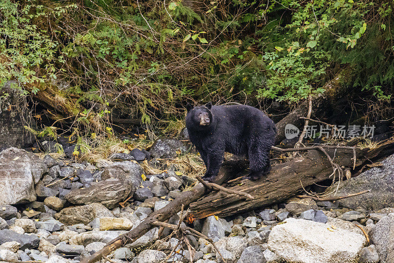米斯迪峡湾国家保护区鲁耶德湾Punchbowl湾的黑熊(美洲熊)