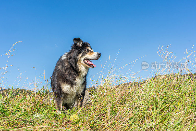 边境牧羊犬在长满草的岸边